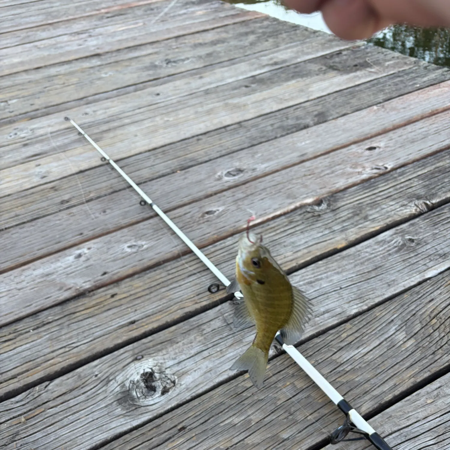 Bluegill caught on Fishbrain