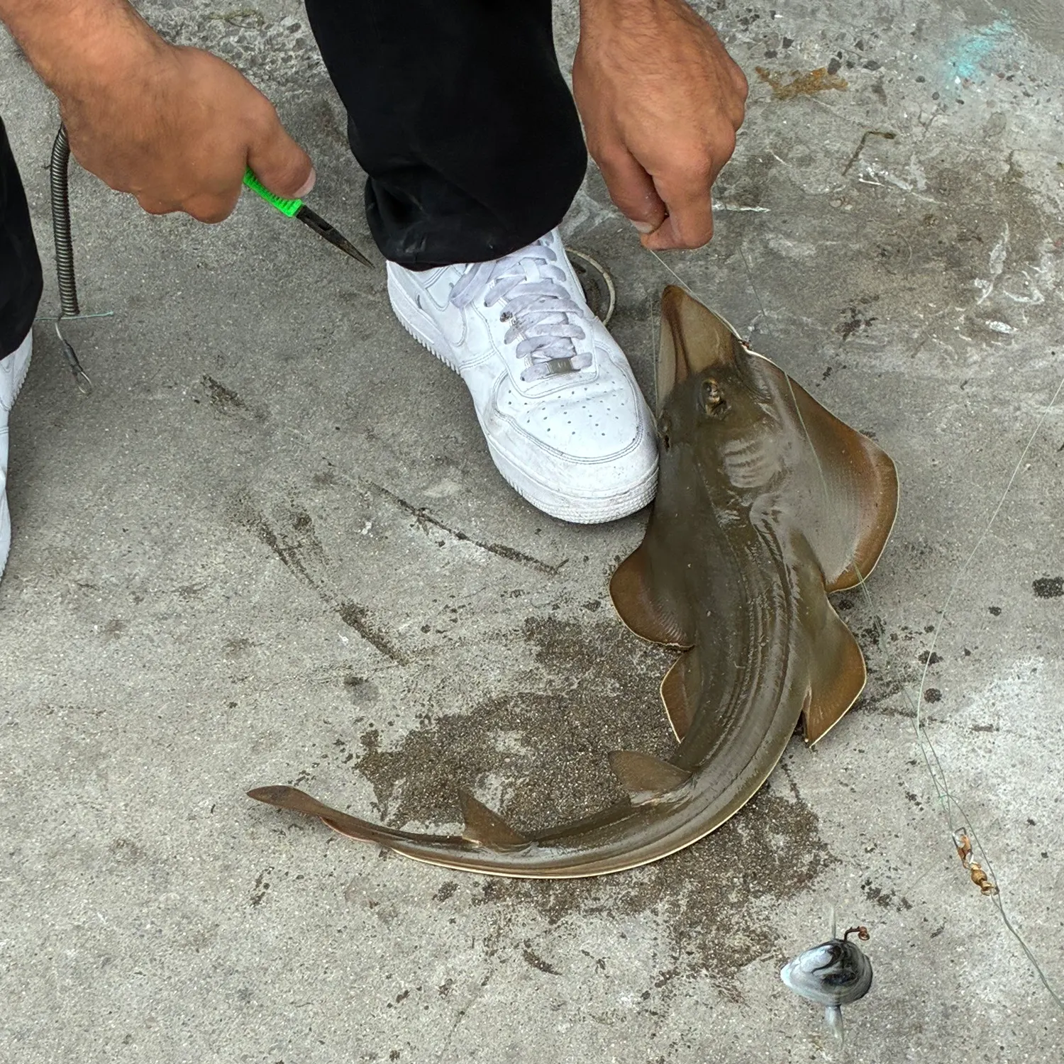 The most recent Giant guitarfish catches on Fishbrain