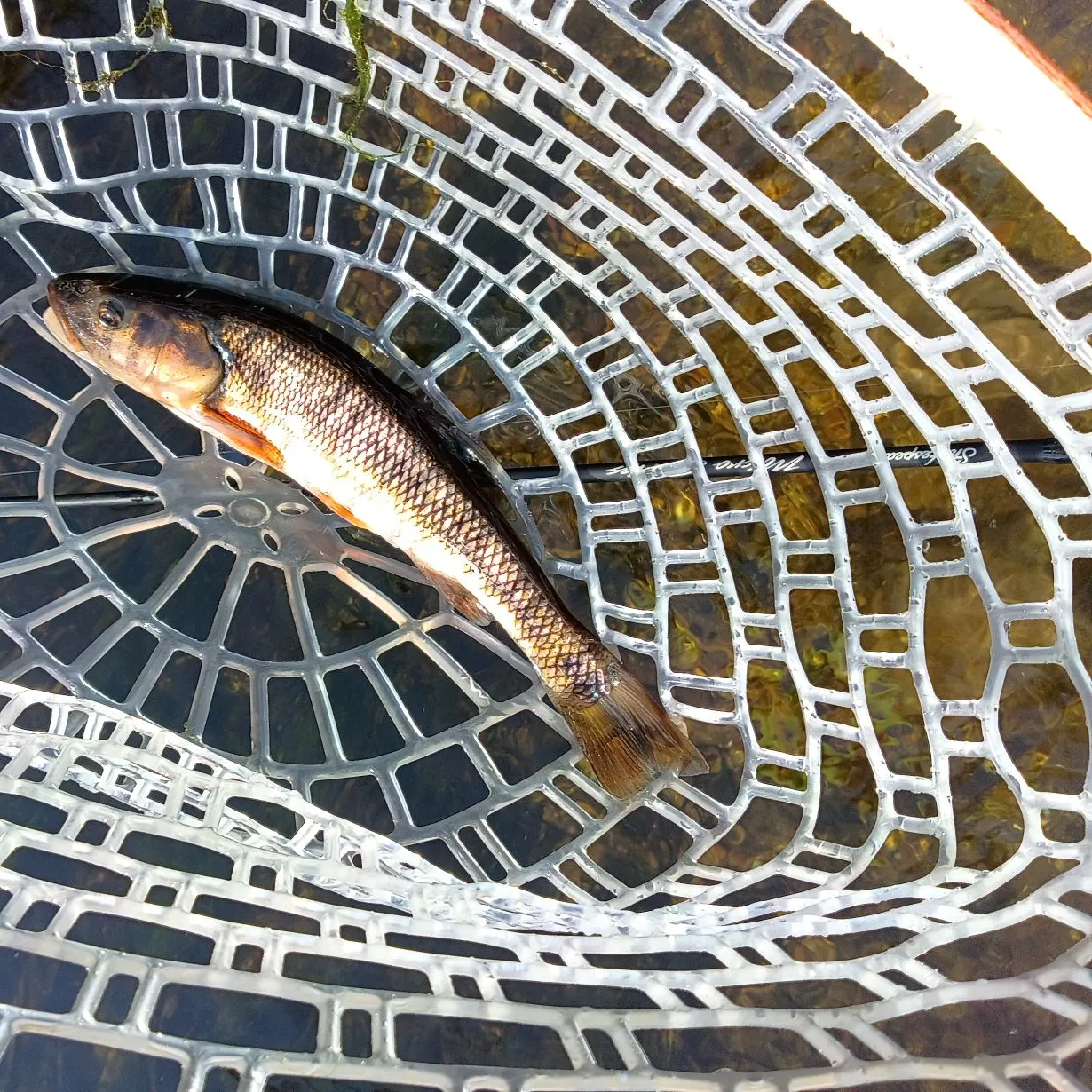 Creek chub caught on Fishbrain