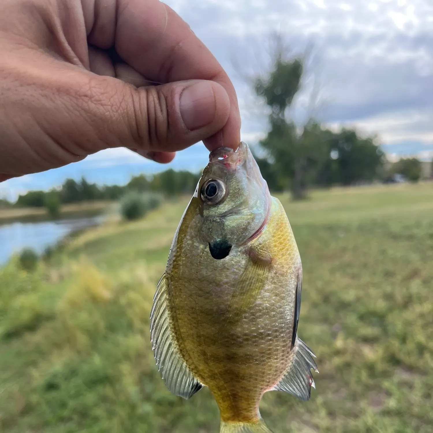 Bluegill caught on Fishbrain