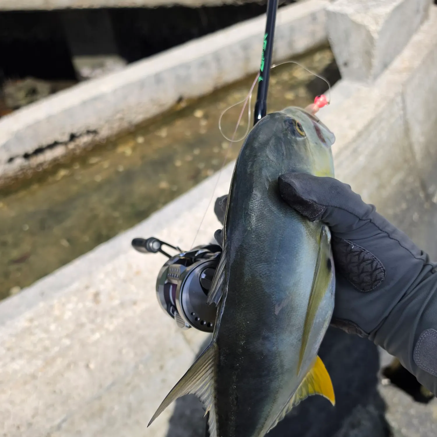 Crevalle jack caught on Fishbrain