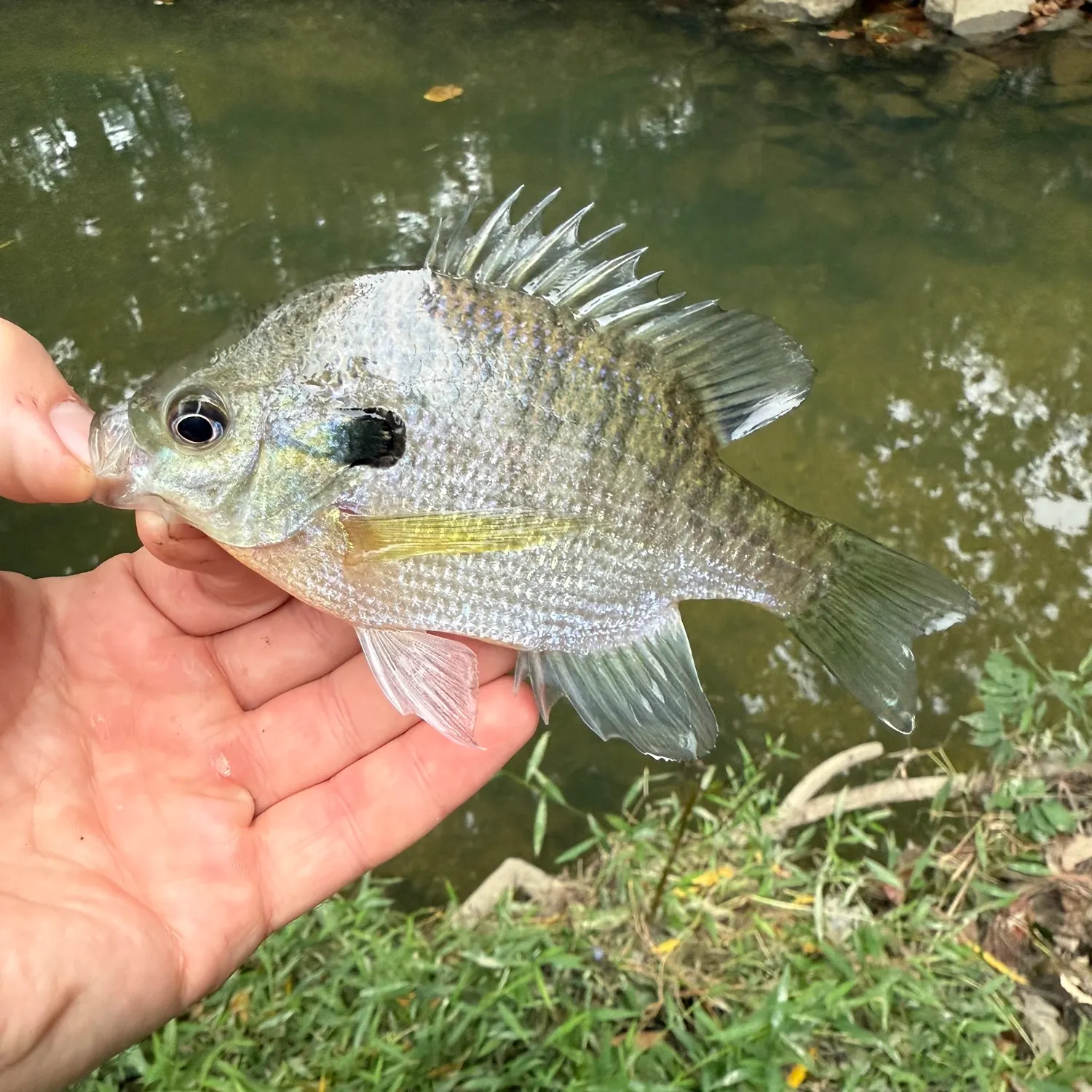 Bluegill caught on Fishbrain