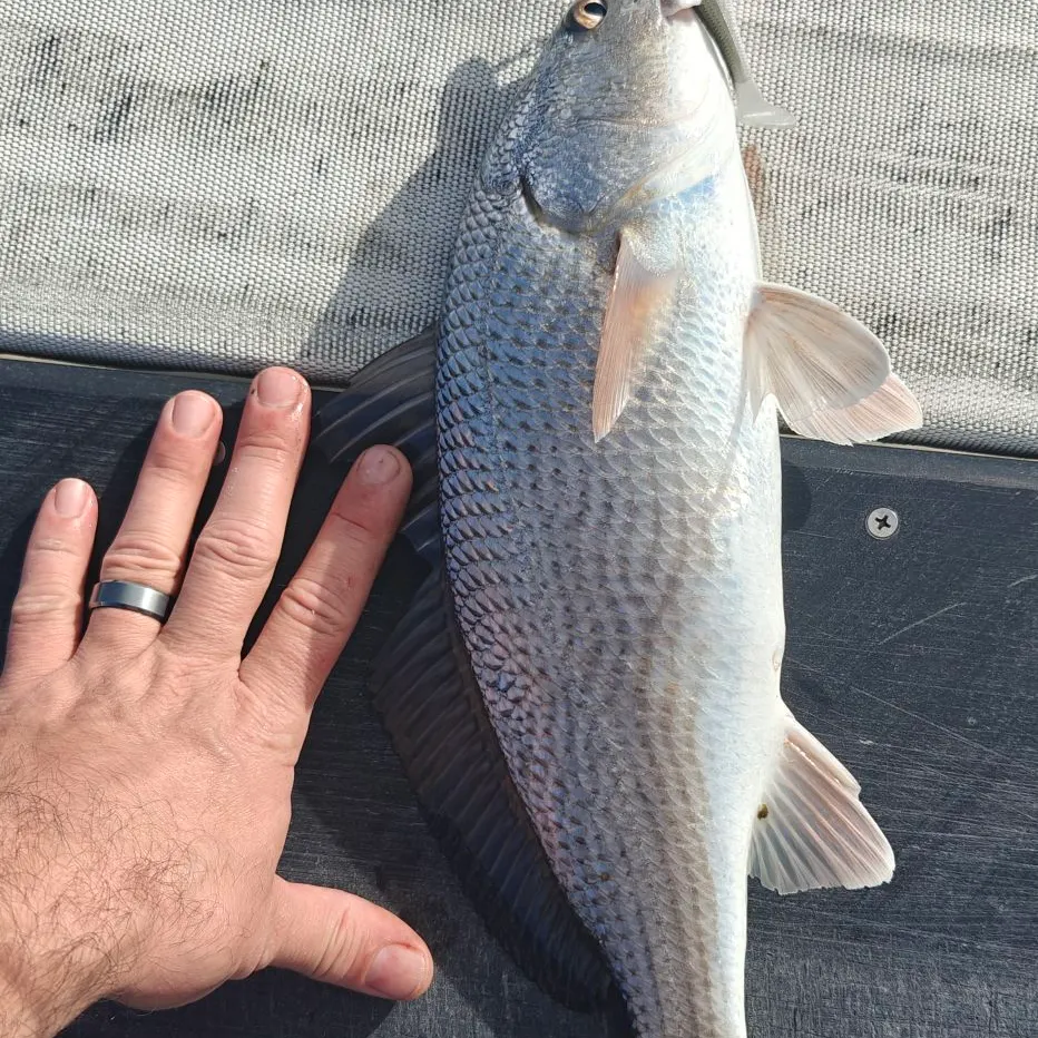 Red drum caught on Fishbrain