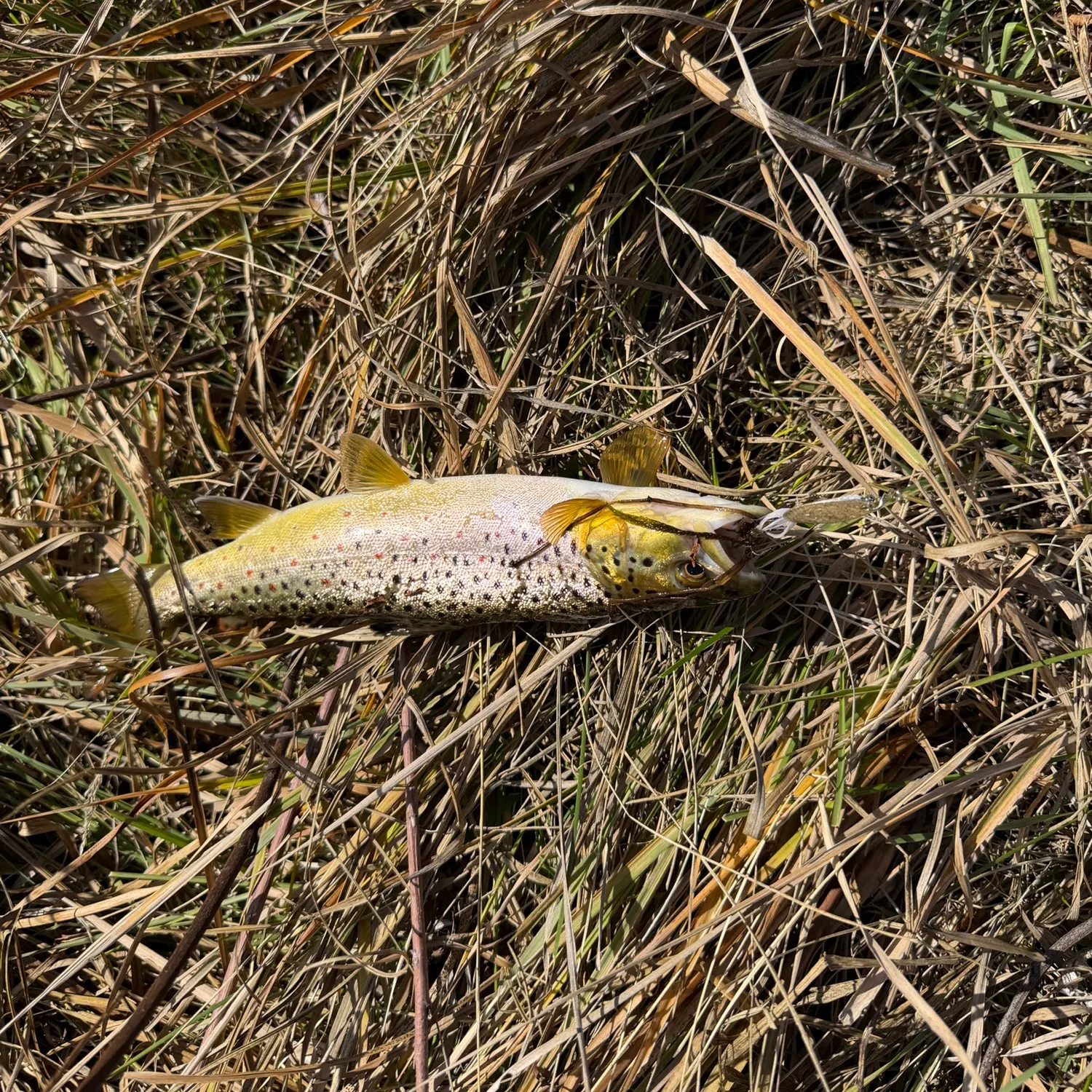 Lake trout caught on Fishbrain