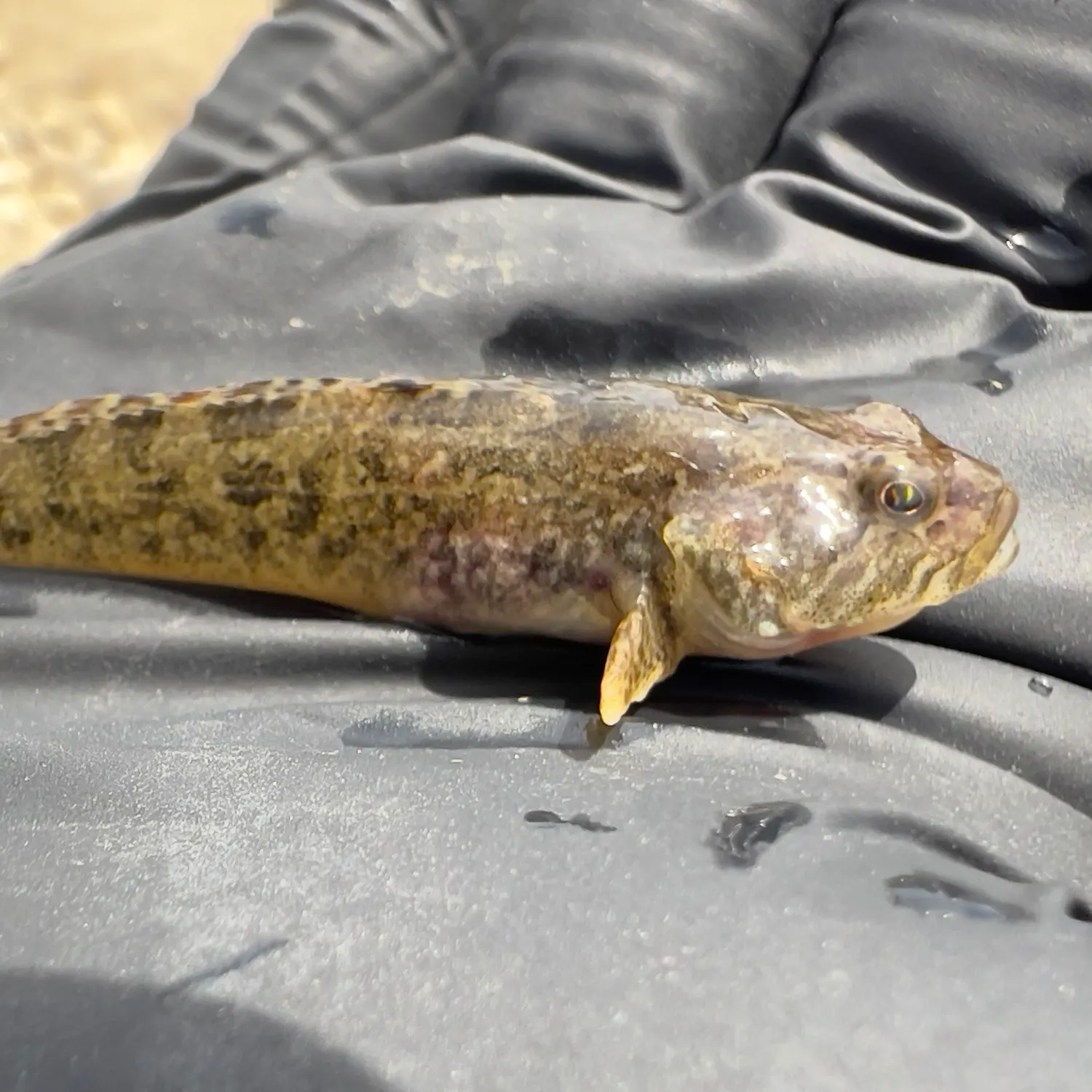 The most recent Riffle sculpin catches on Fishbrain