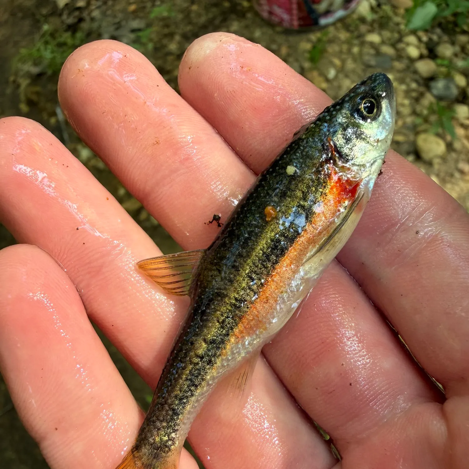 The most recent Rosyside dace catches on Fishbrain