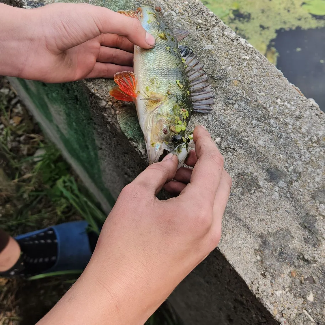 catch