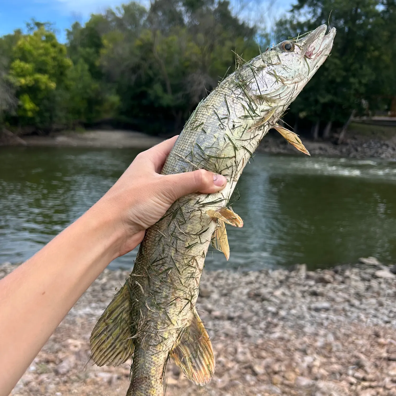 Northern pike caught on Fishbrain