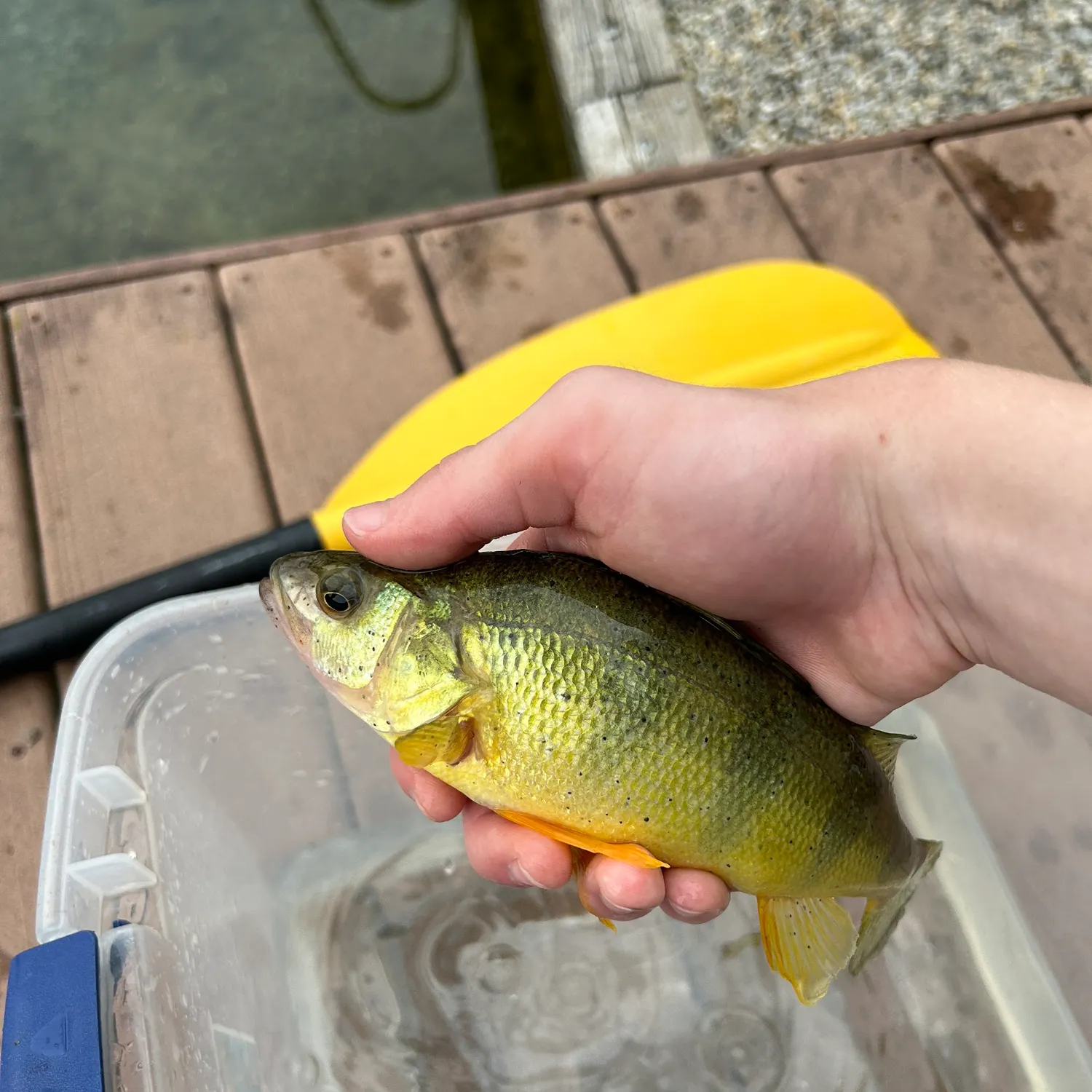 The most recent Yellow perch catches on Fishbrain