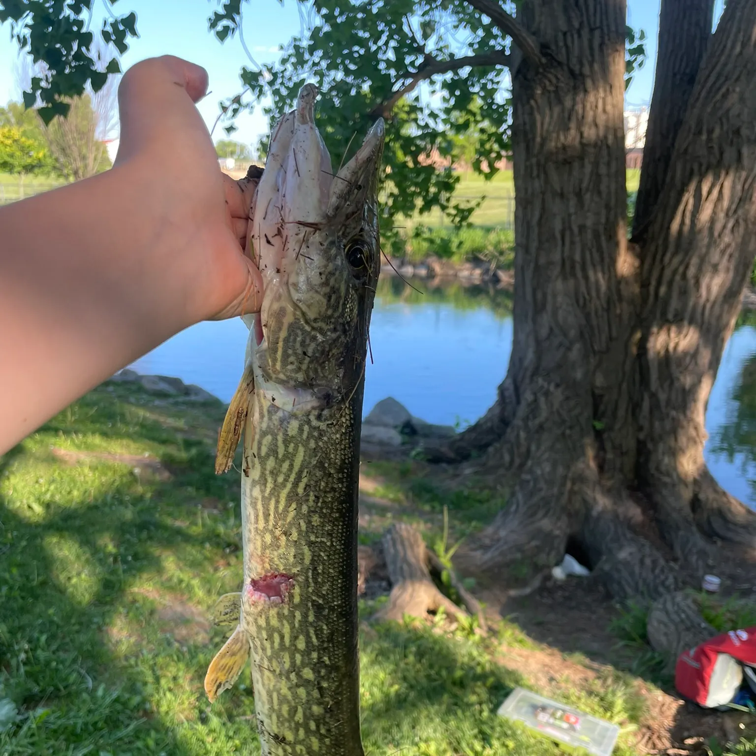 catch