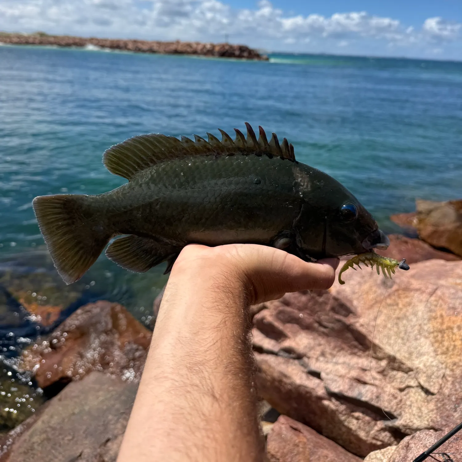 Western blue groper caught on Fishbrain