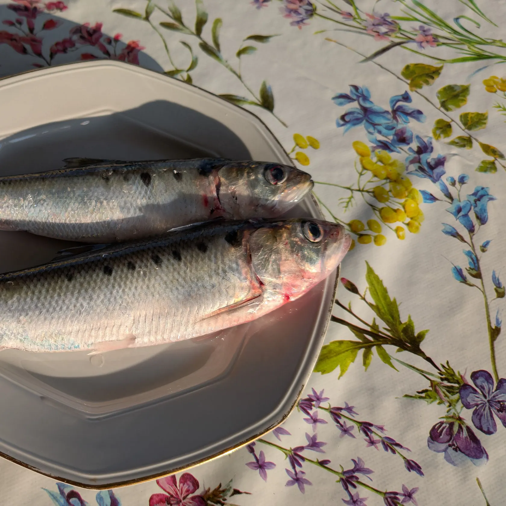 The most recent Twait shad catches on Fishbrain