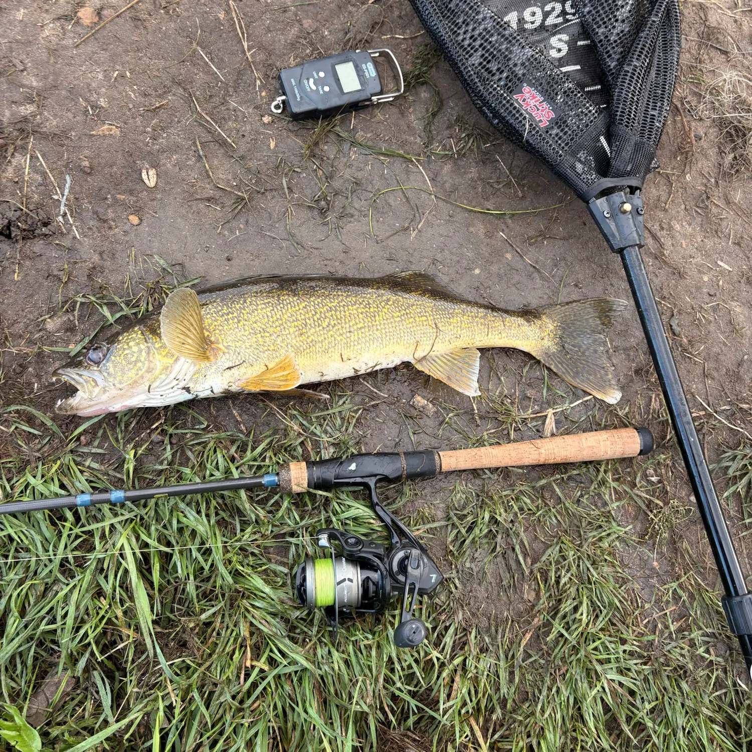 Walleye caught on Fishbrain