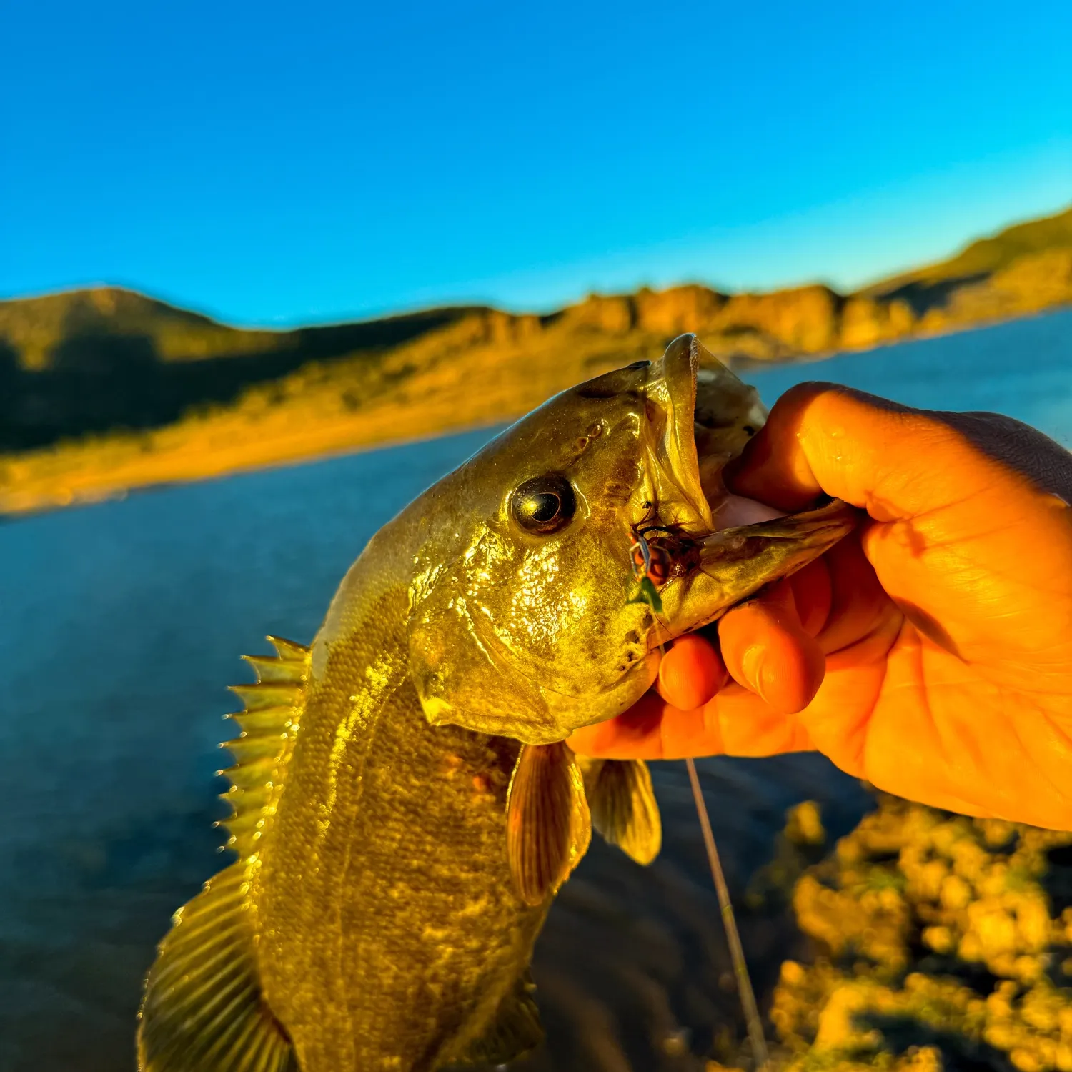 Smallmouth bass caught on Fishbrain