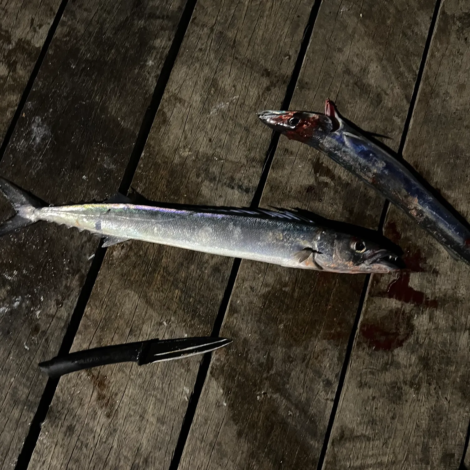 The most recent Snoek catches on Fishbrain