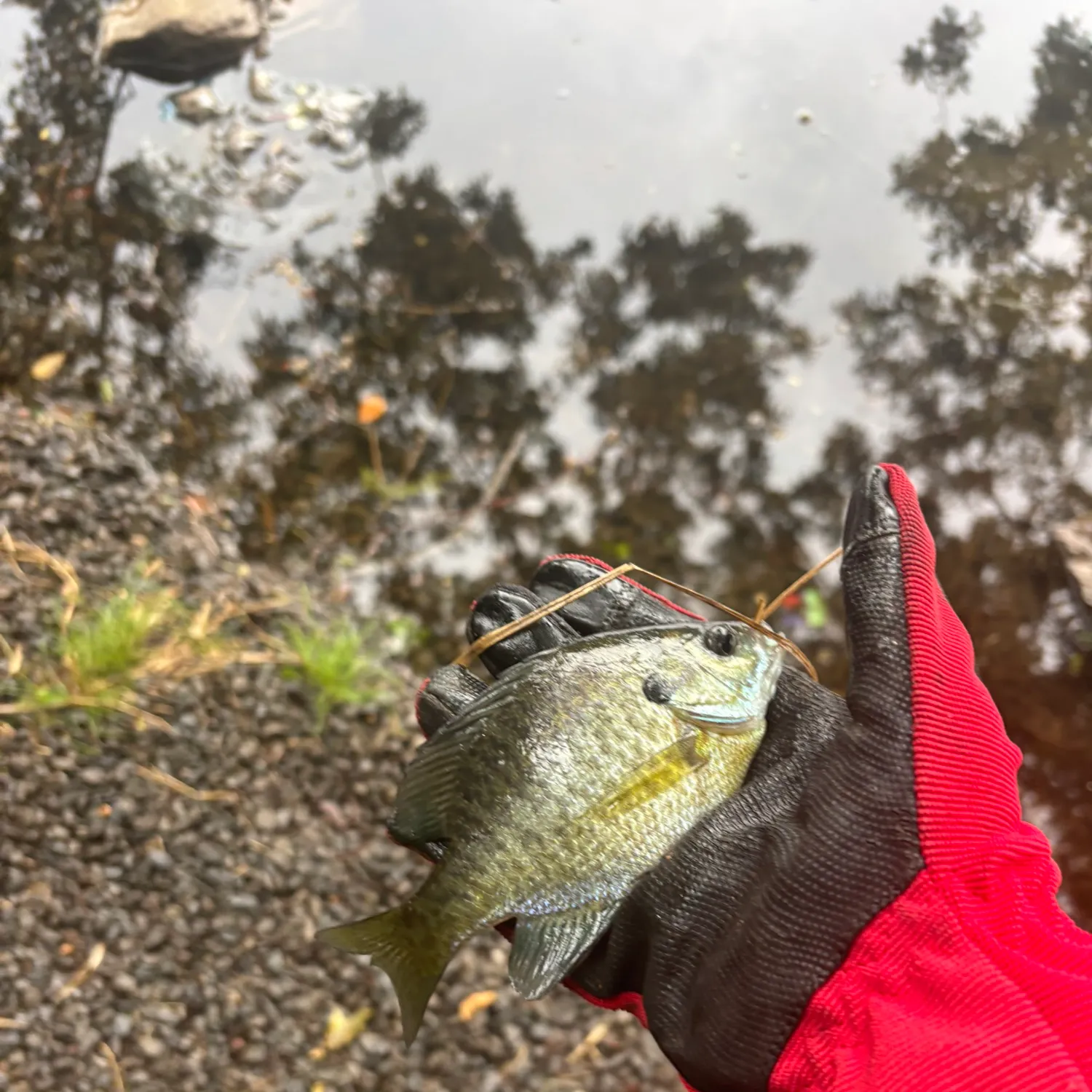 Bluegill caught on Fishbrain