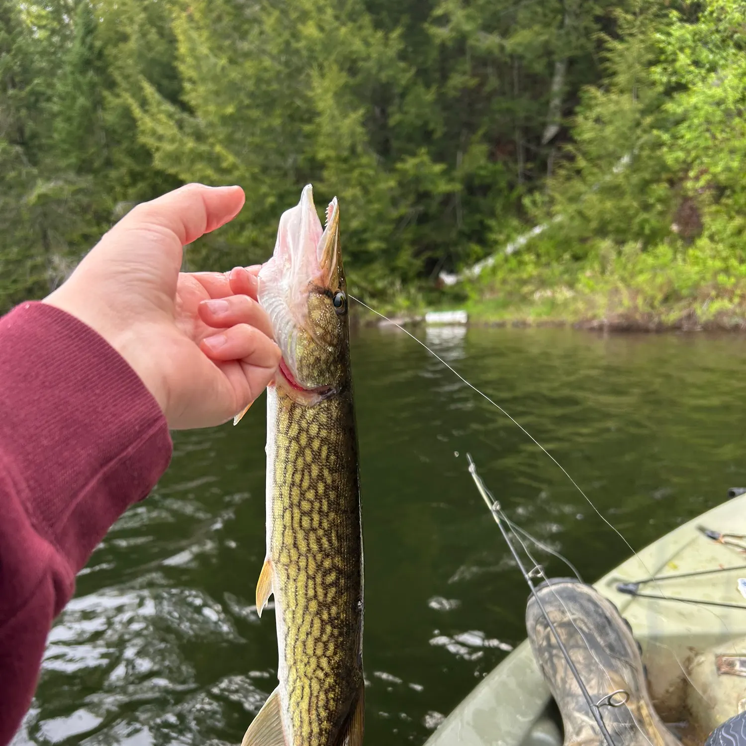 recently logged catches