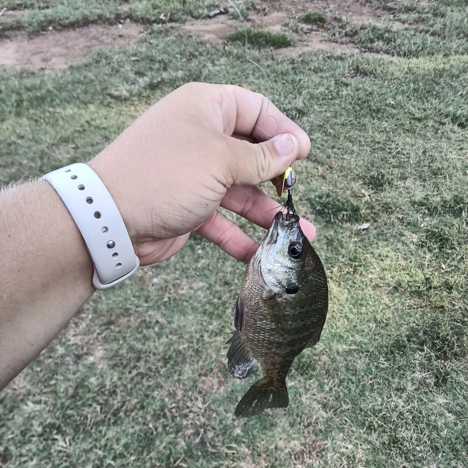 Bluegill caught on Fishbrain
