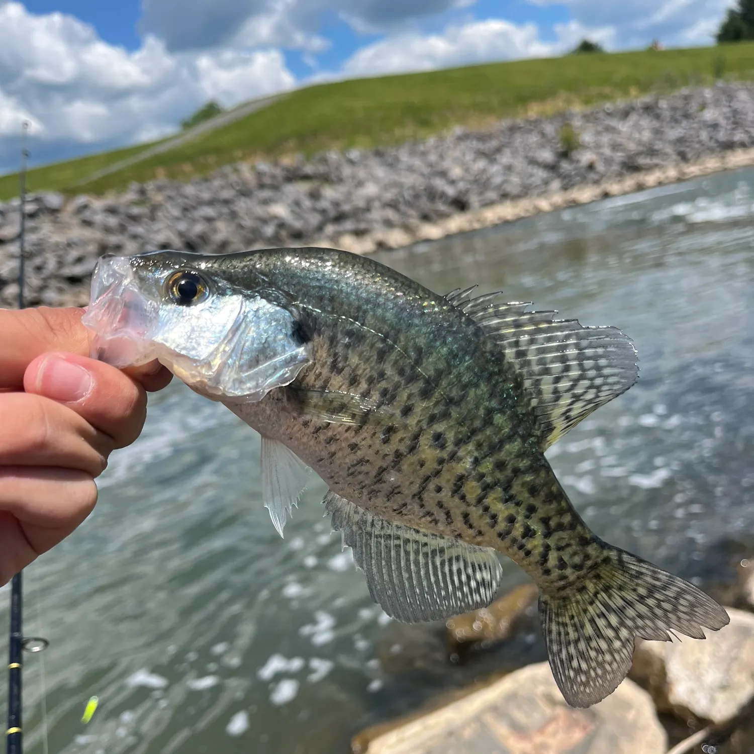 The most recent White crappie catches on Fishbrain