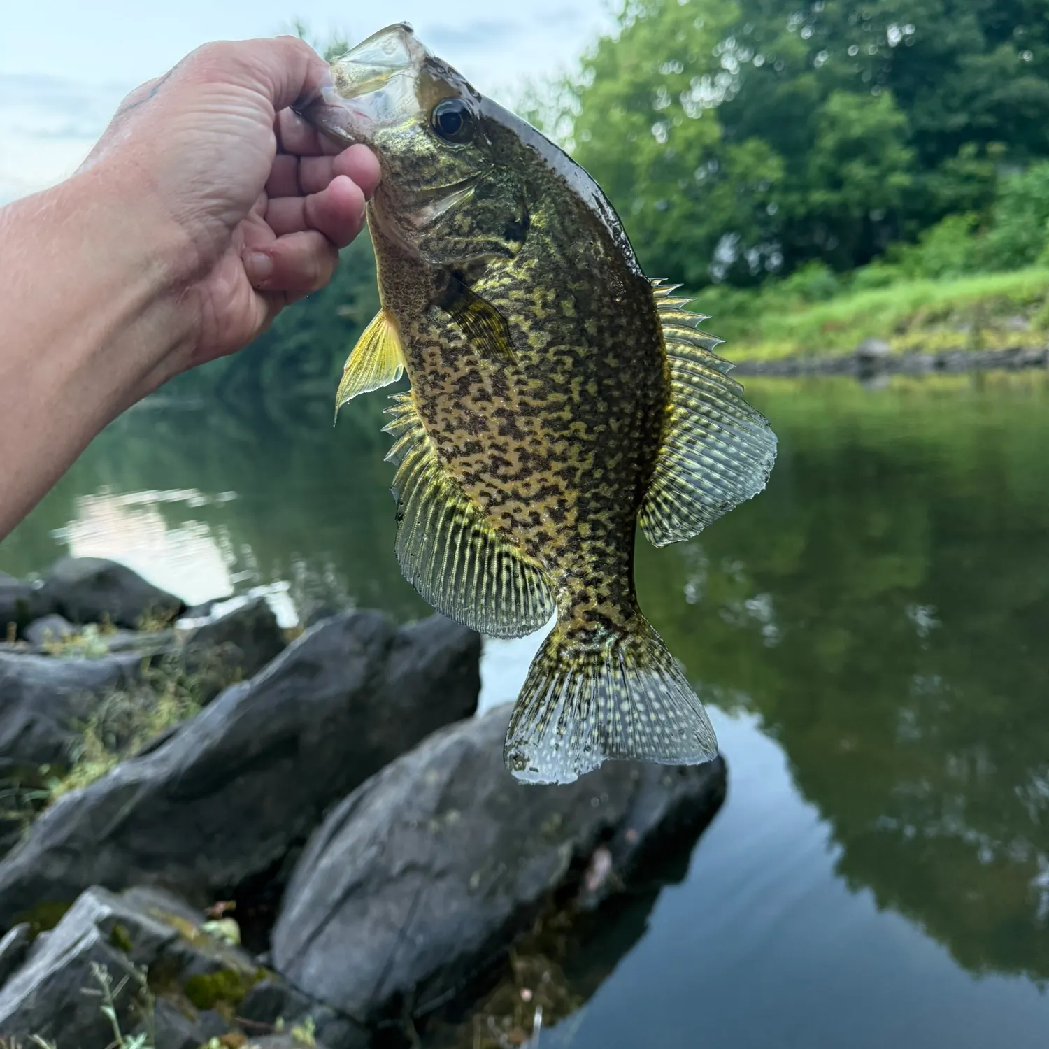 Black crappie caught on Fishbrain
