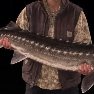 The most recent Atlantic sturgeon catches on Fishbrain