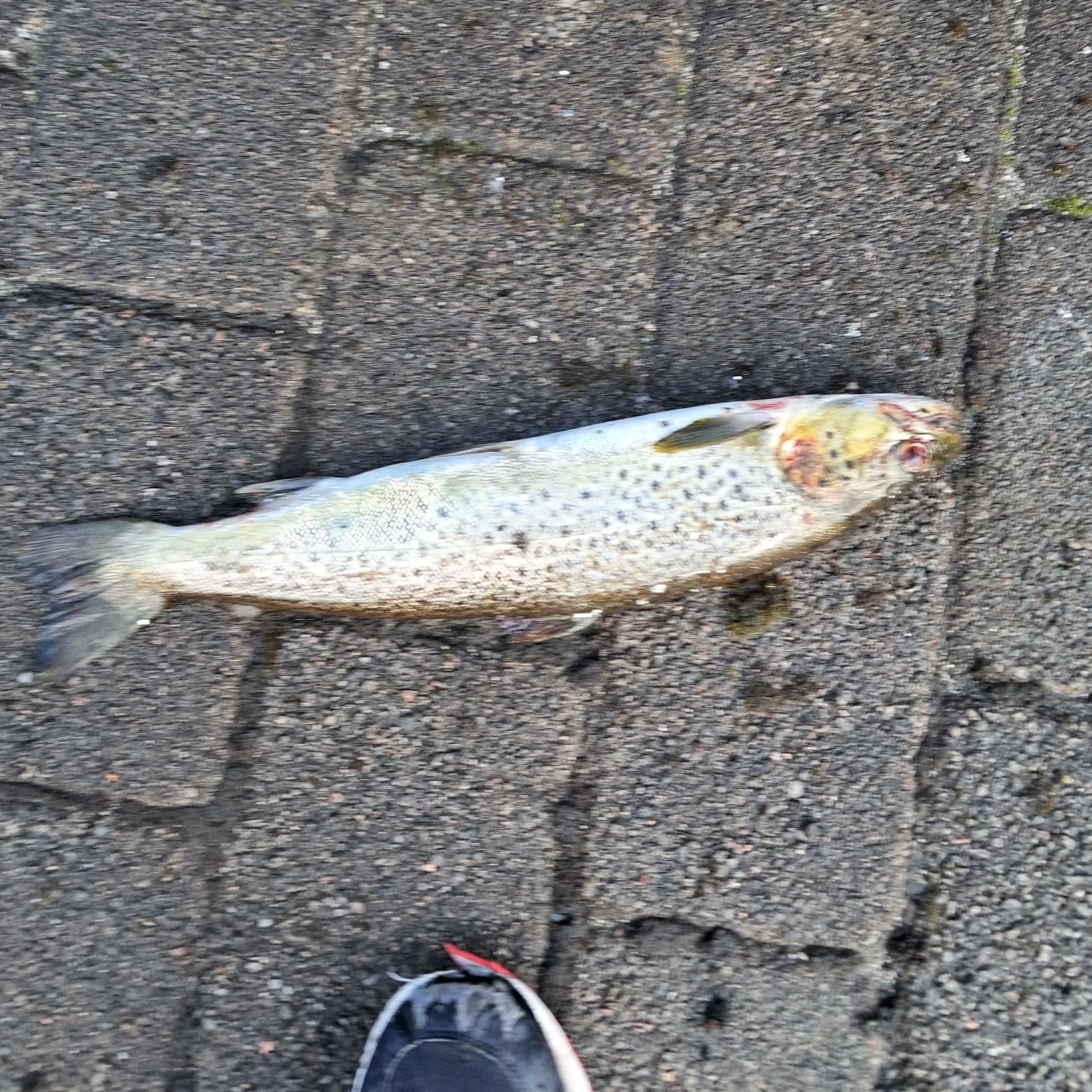 Brown trout caught on Fishbrain