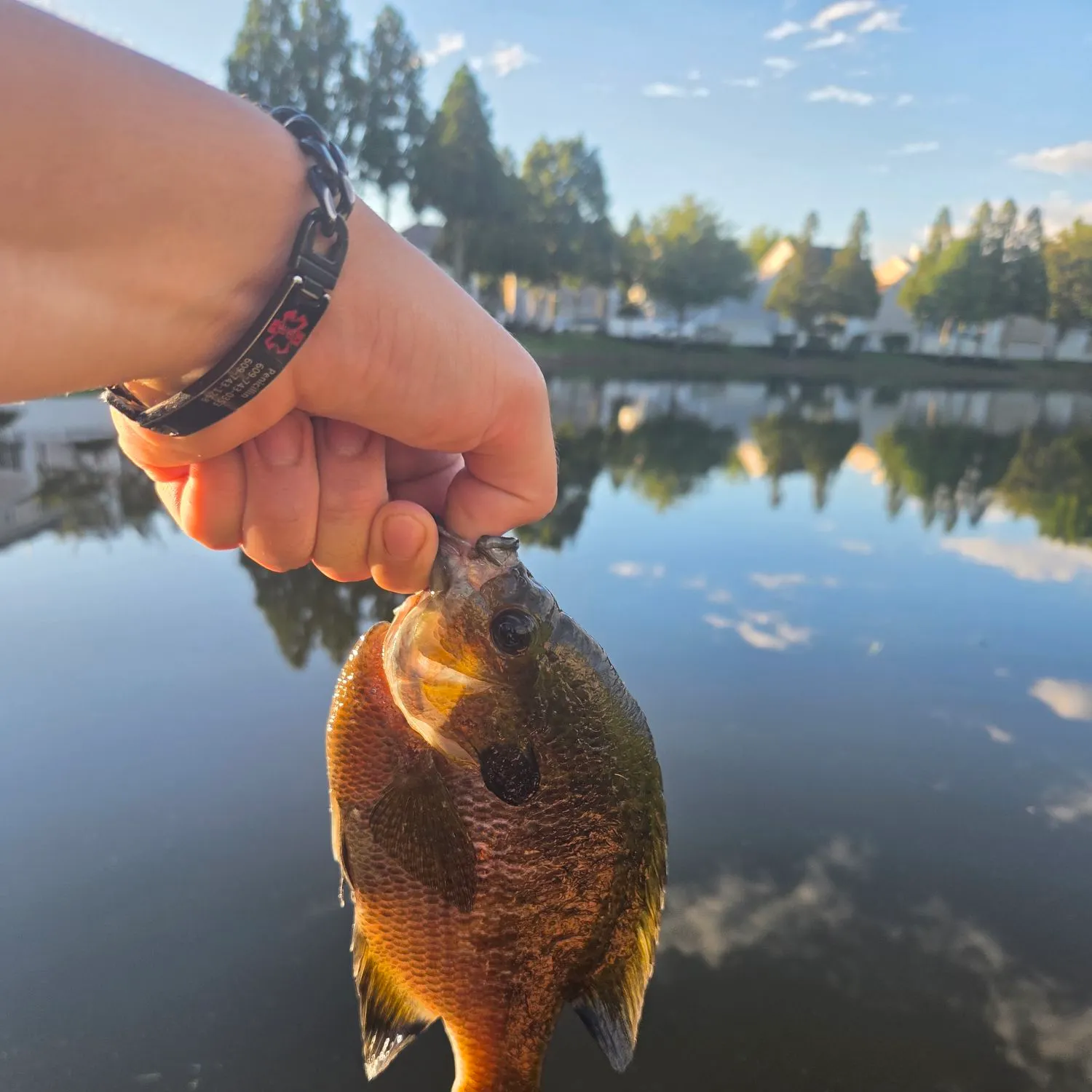 Bluegill caught on Fishbrain