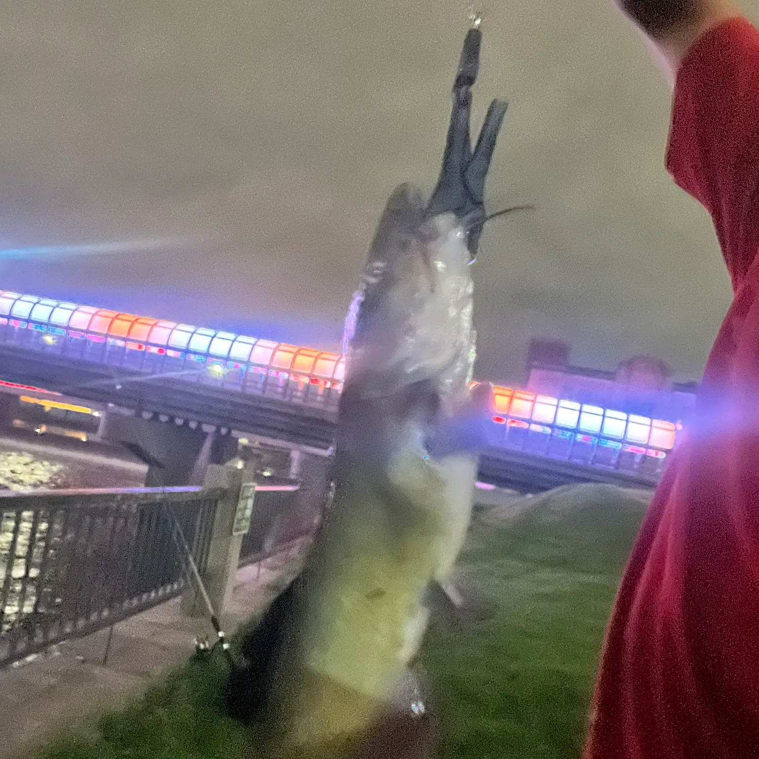Channel catfish caught on Fishbrain