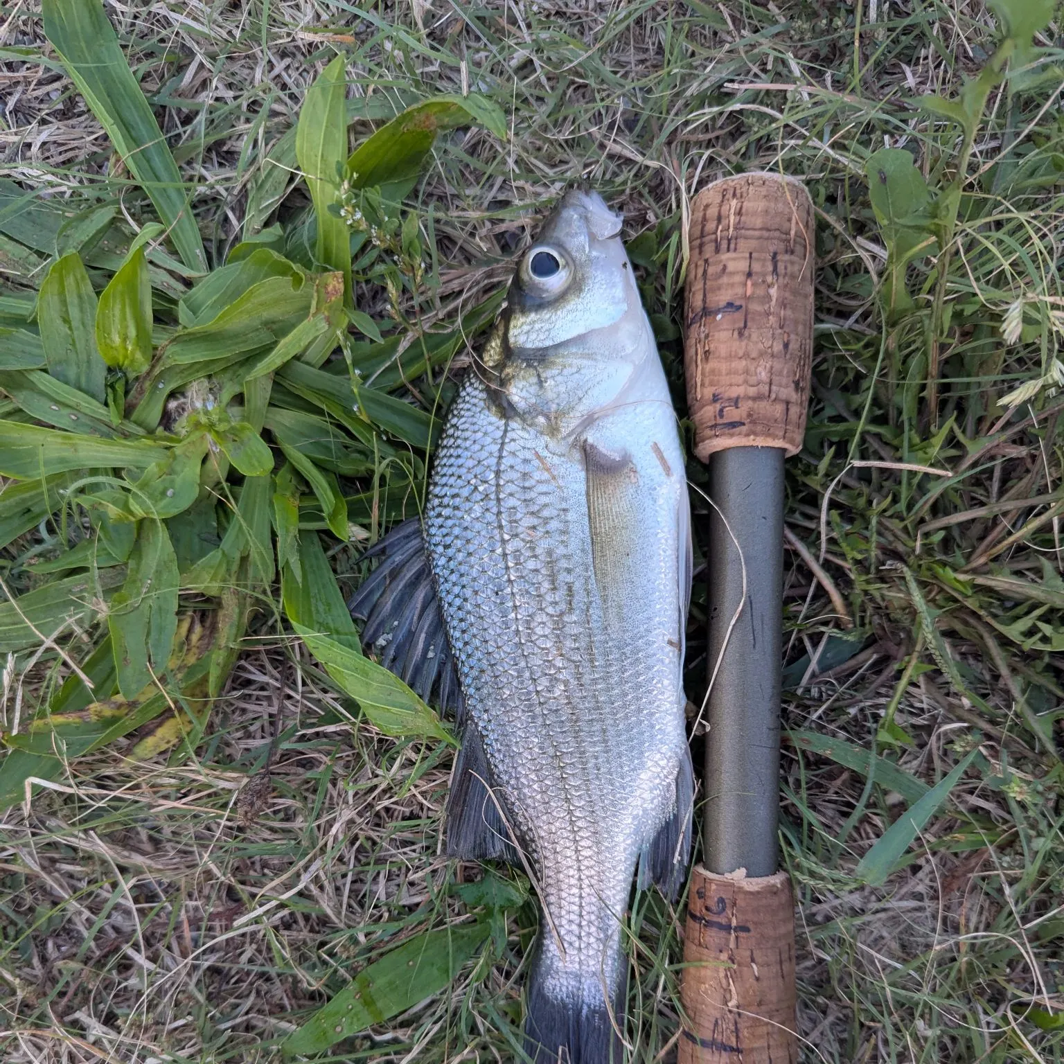 White perch caught on Fishbrain