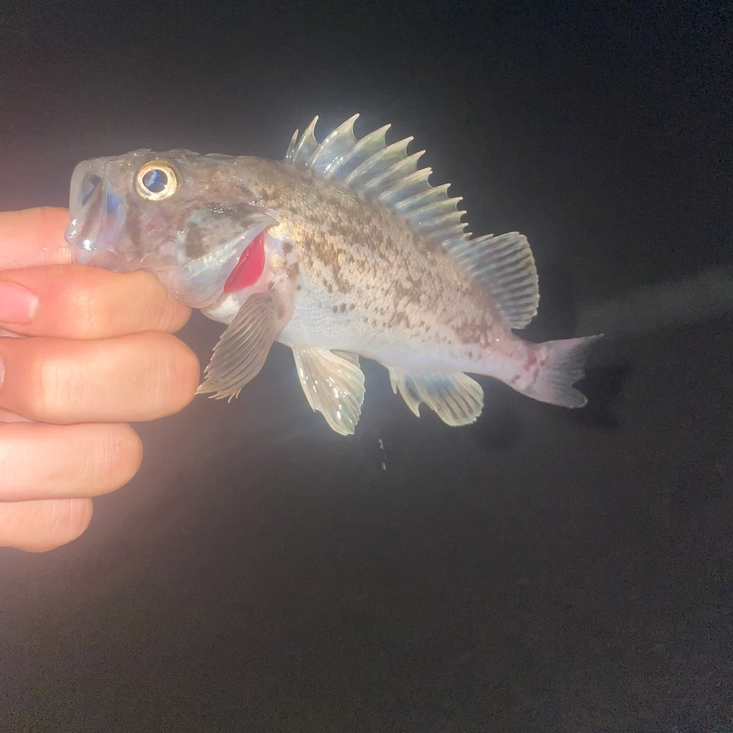 The most recent Japanese white seaperch catches on Fishbrain
