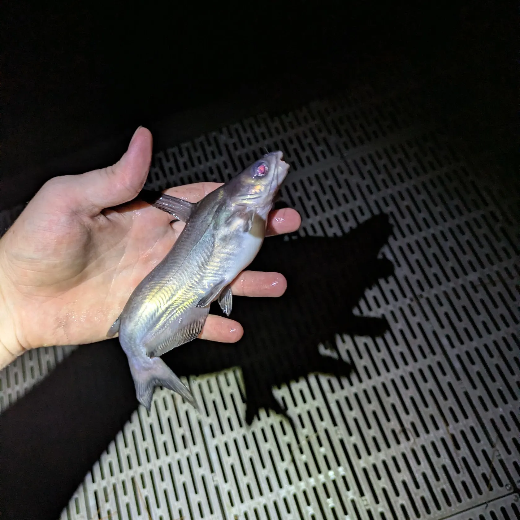 Blue catfish caught on Fishbrain