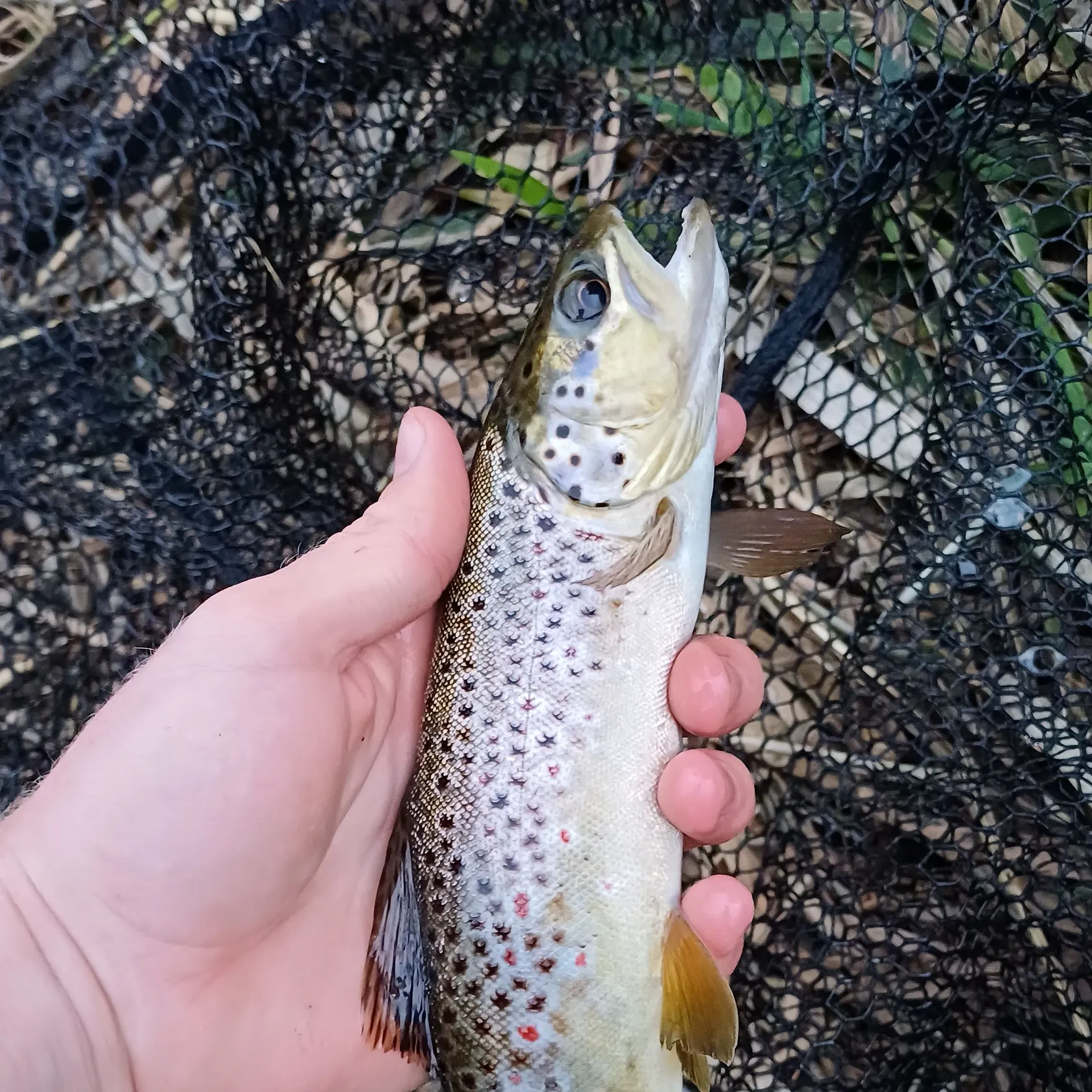 Brown trout caught on Fishbrain
