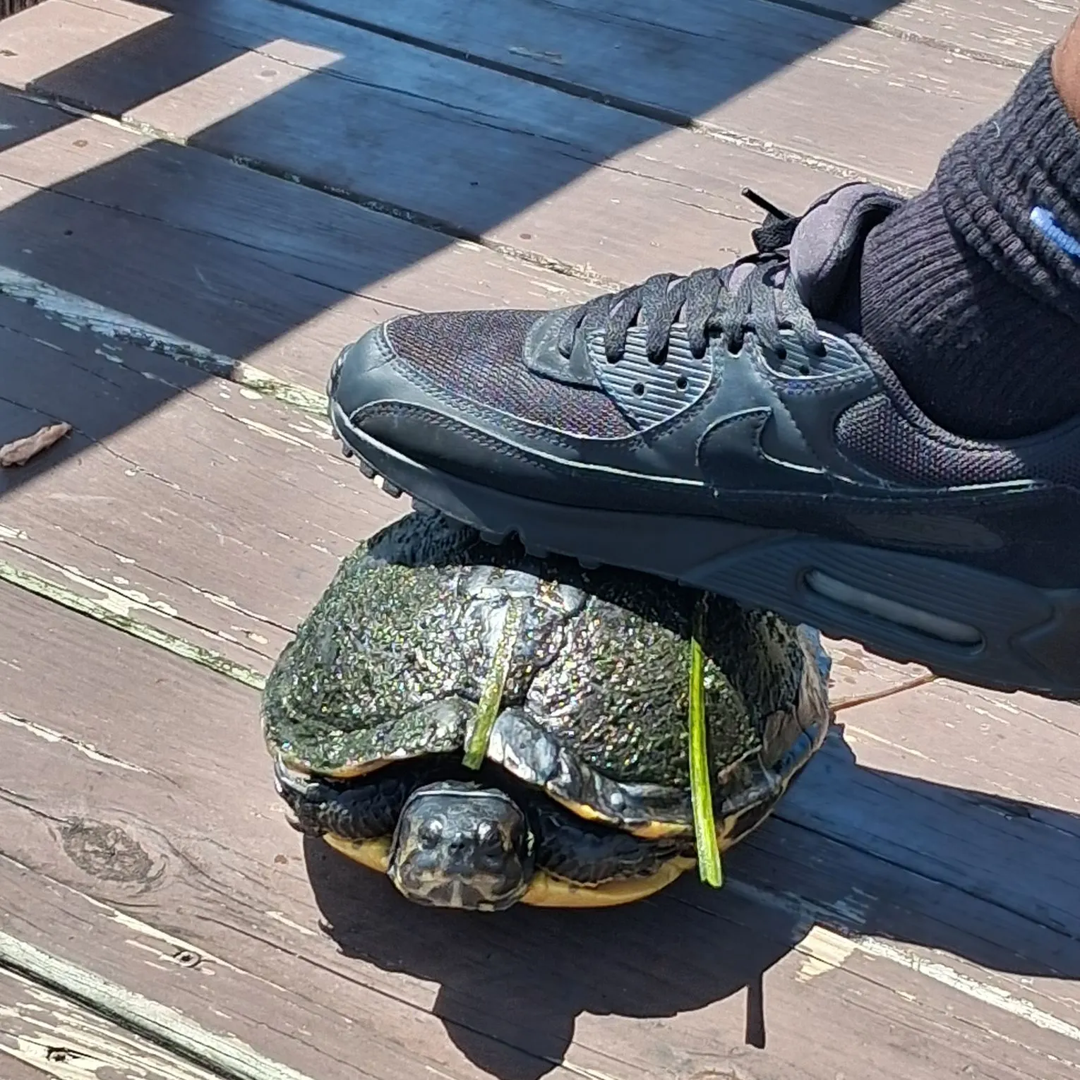 The most recent River cooter turtle catches on Fishbrain