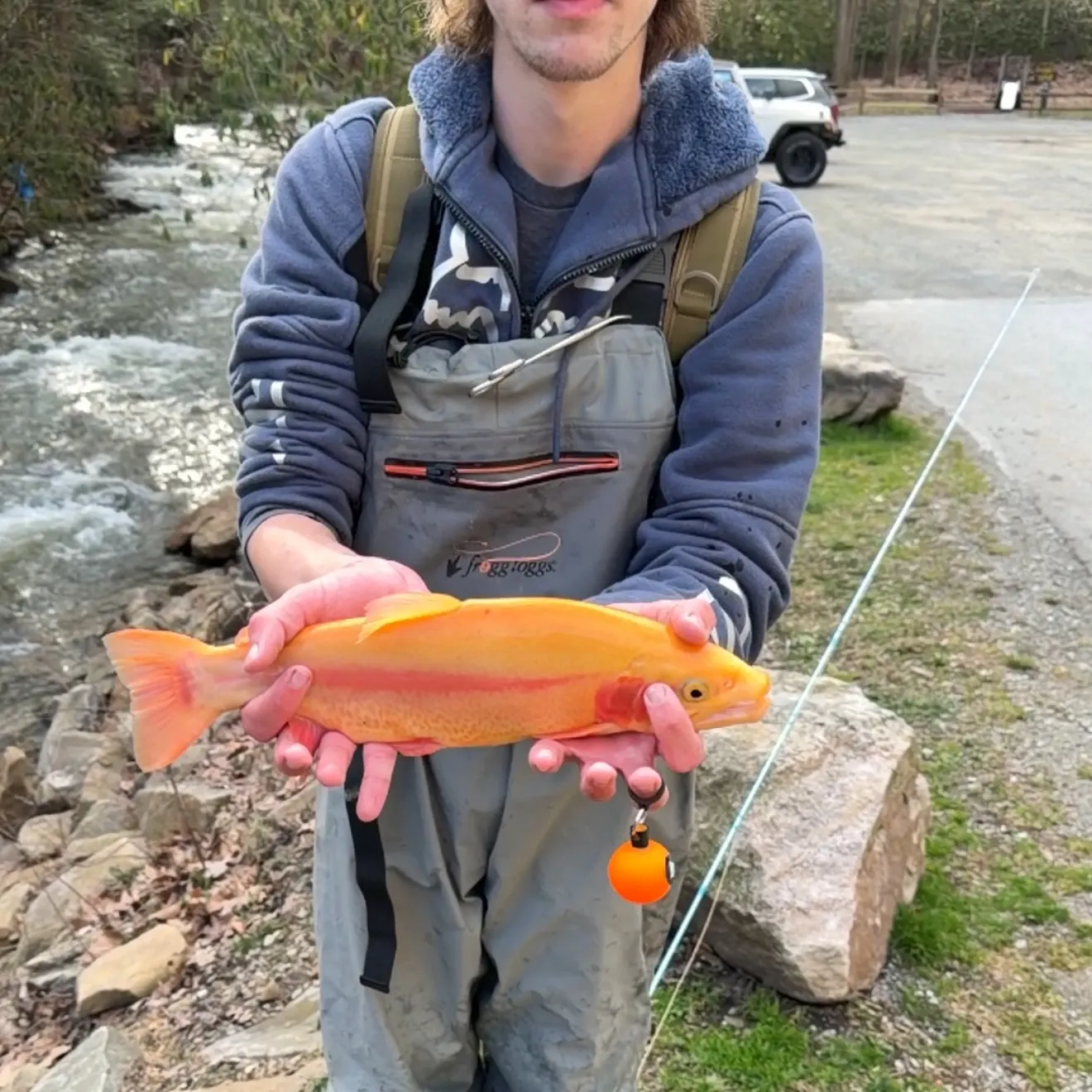 The most recent Golden rainbow trout catches on Fishbrain