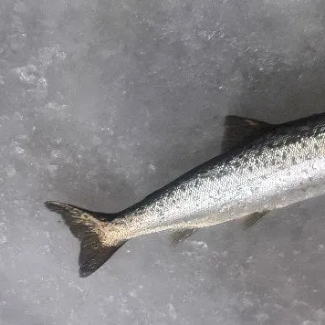 The most recent Landlocked atlantic salmon catches on Fishbrain