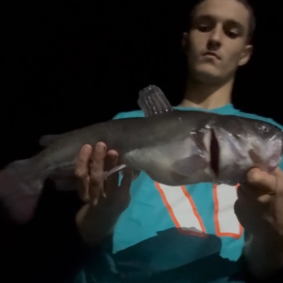 White bullhead caught on Fishbrain