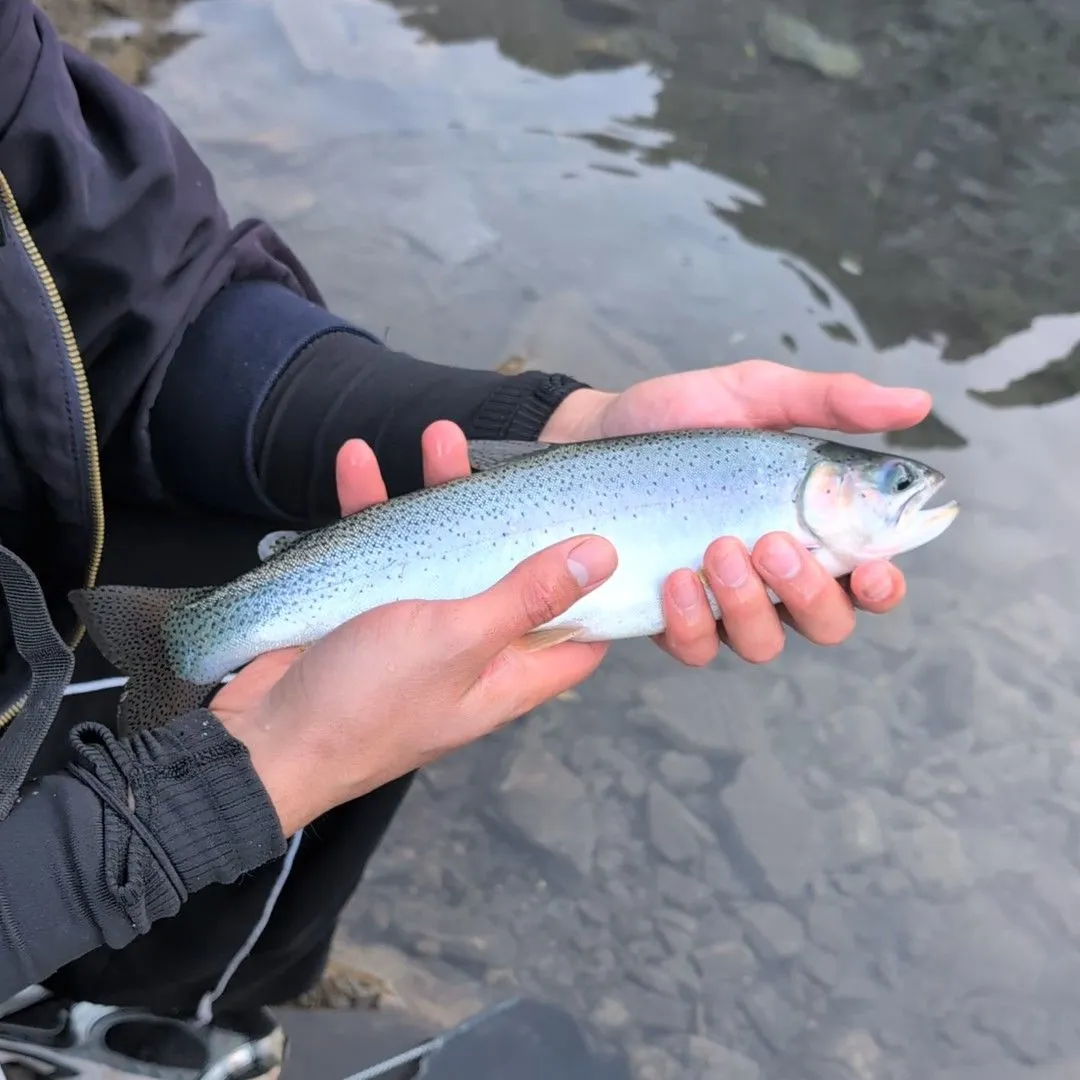 Rainbow trout caught on Fishbrain
