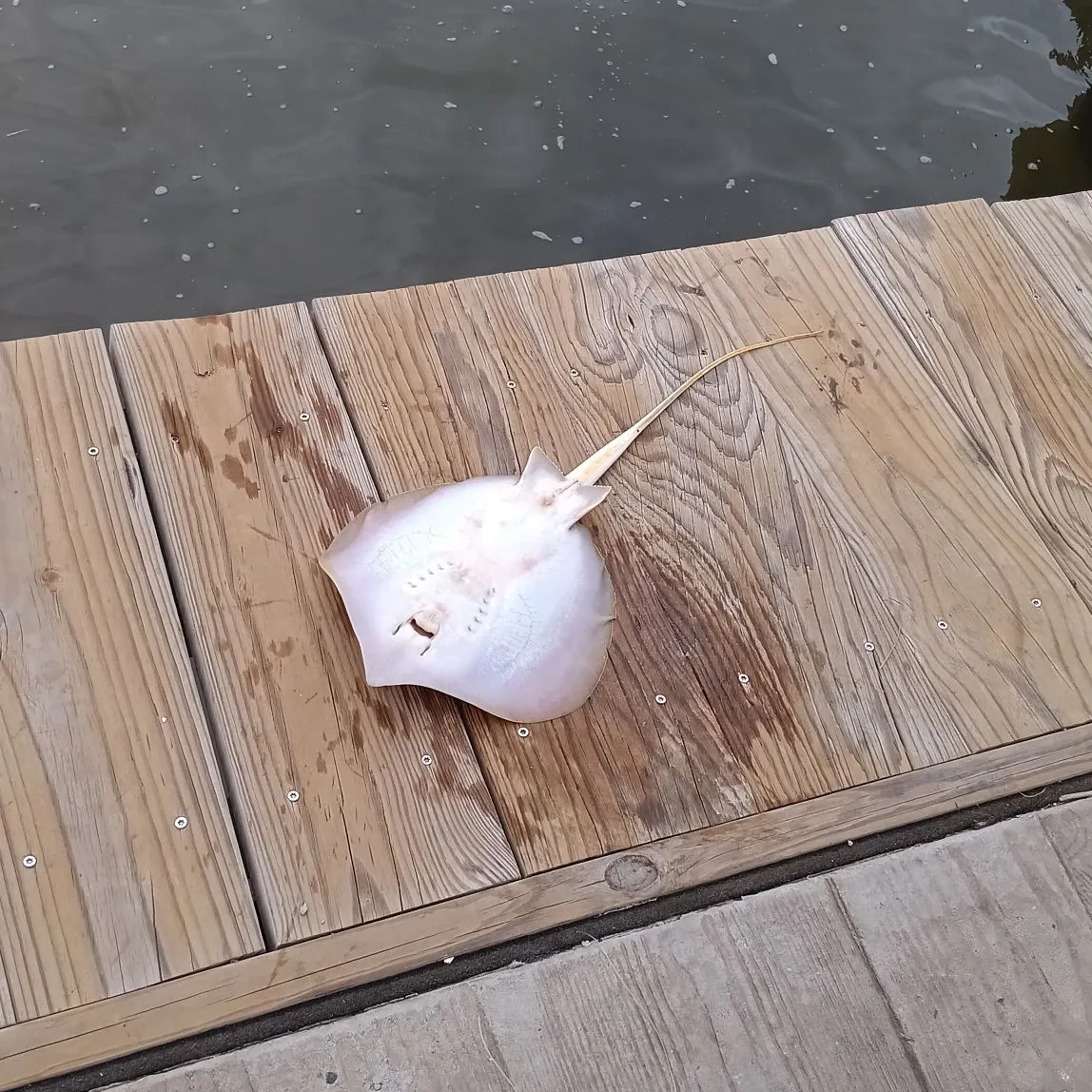 The most recent Little Skate catches on Fishbrain