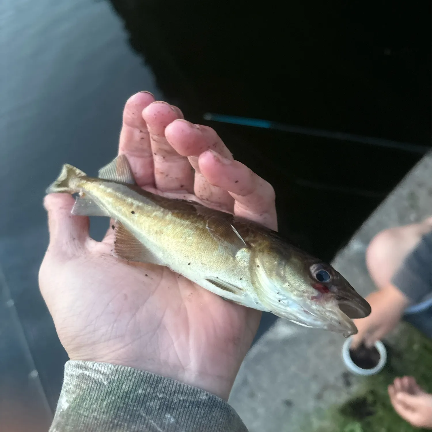 The most recent Atlantic tomcod catches on Fishbrain