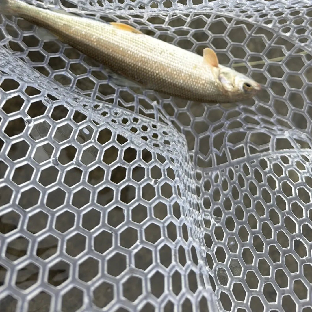 Mountain whitefish caught on Fishbrain