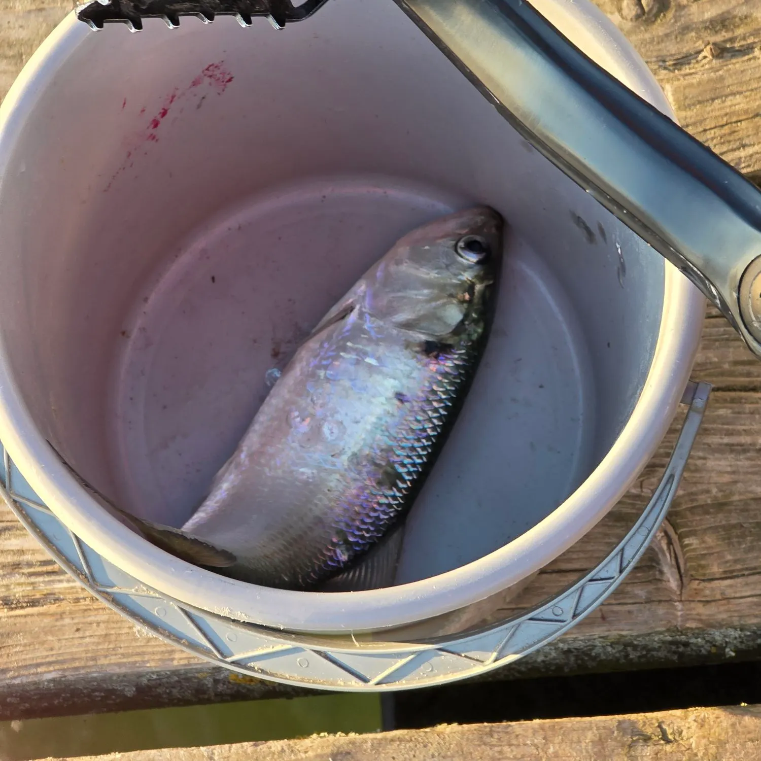 The most recent Twait shad catches on Fishbrain