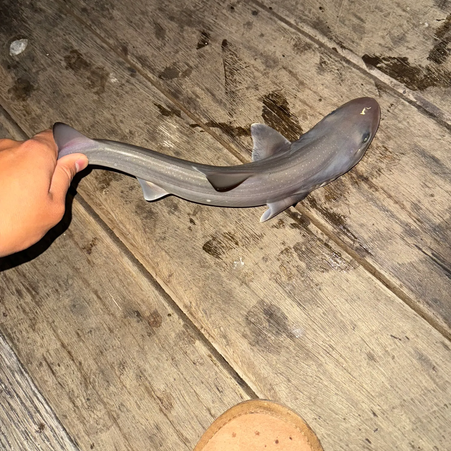 The most recent Gummy shark catches on Fishbrain