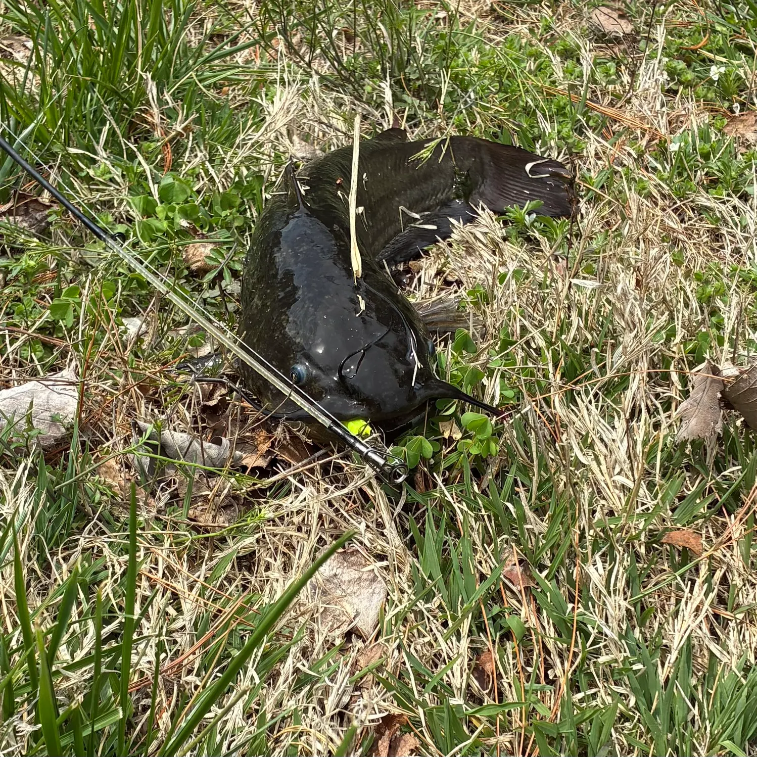 The most recent Black bullhead catches on Fishbrain