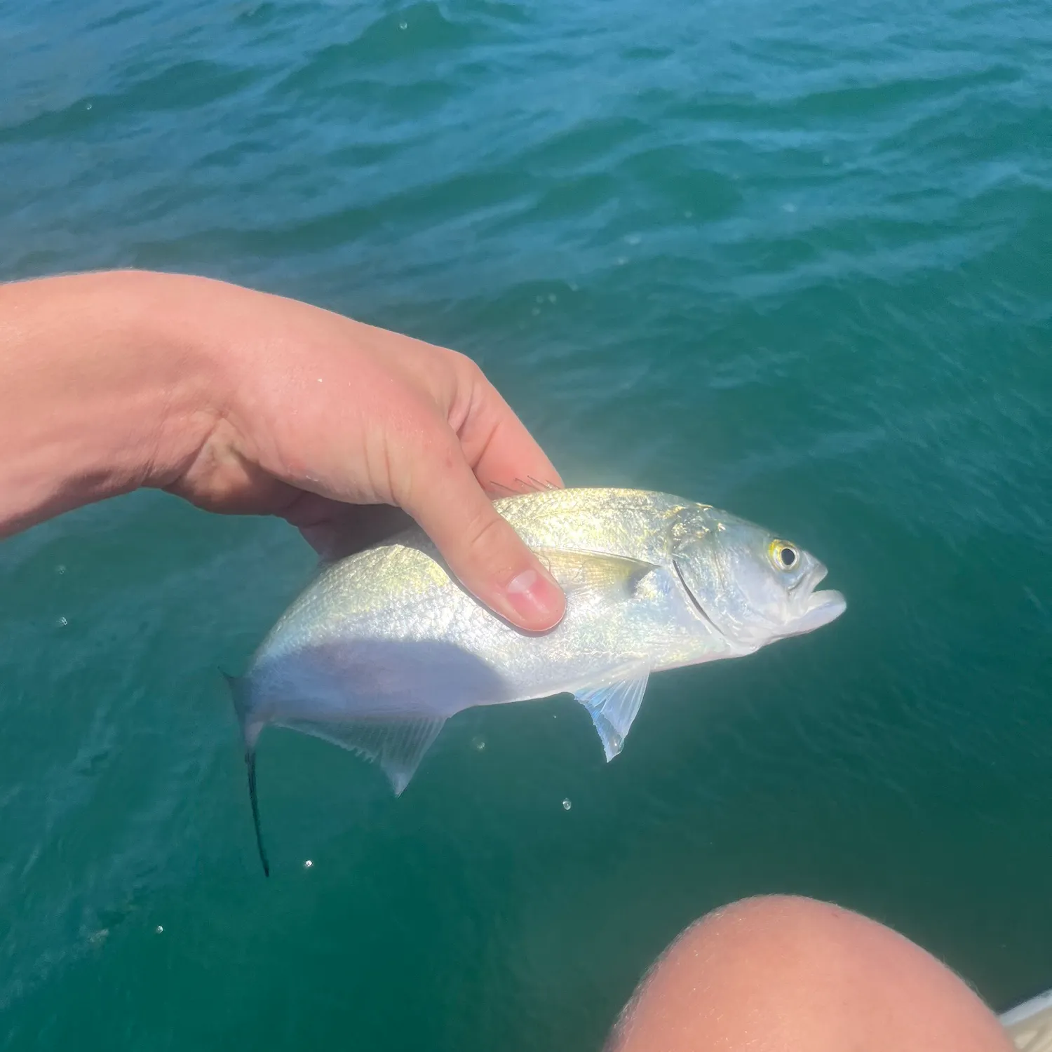 Bluefish caught on Fishbrain