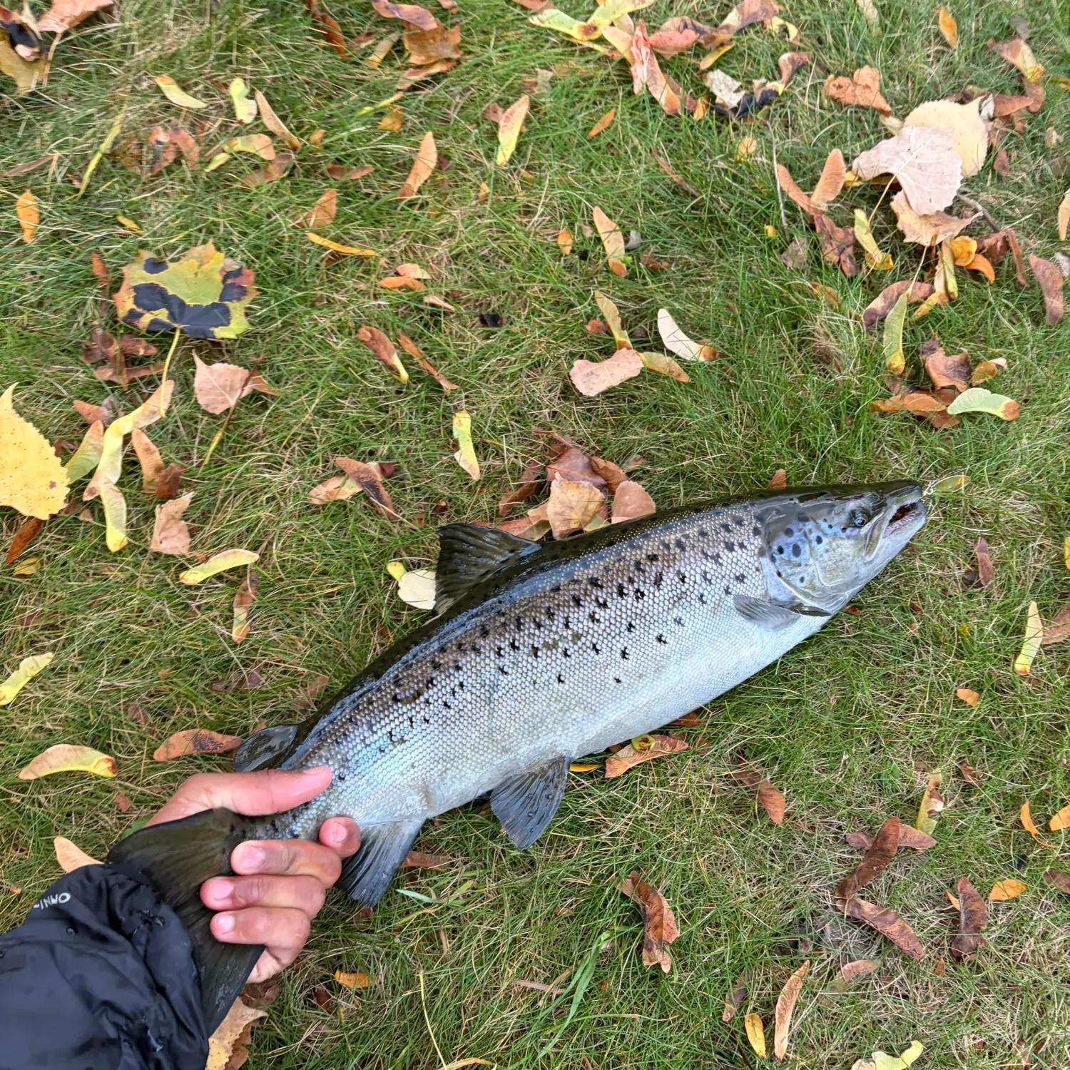 Landlocked atlantic salmon caught on Fishbrain