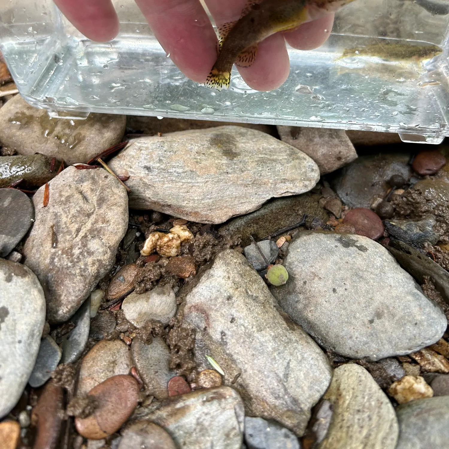 The most recent Redline darter catches on Fishbrain