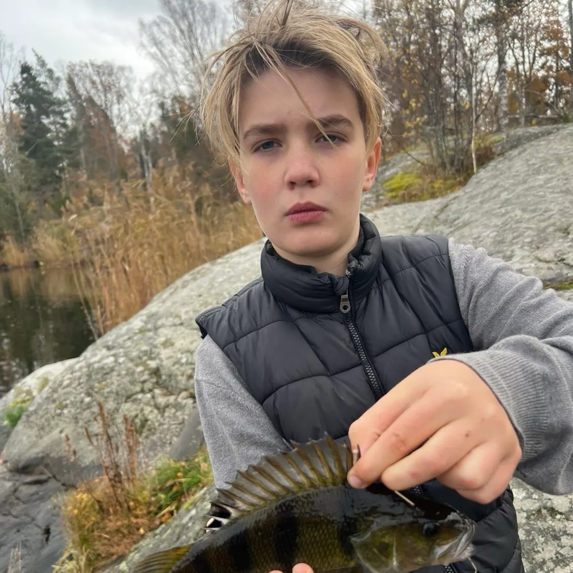 European perch caught on Fishbrain