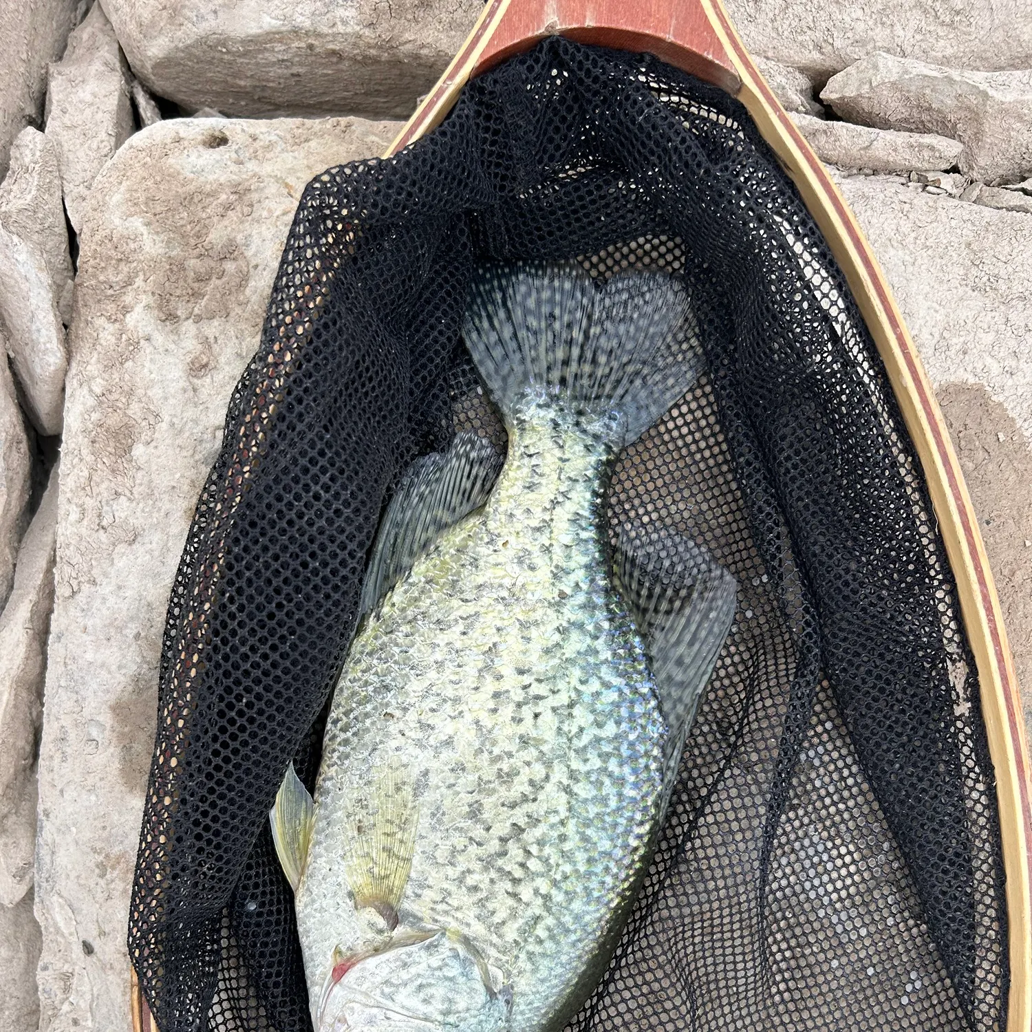Black crappie caught on Fishbrain