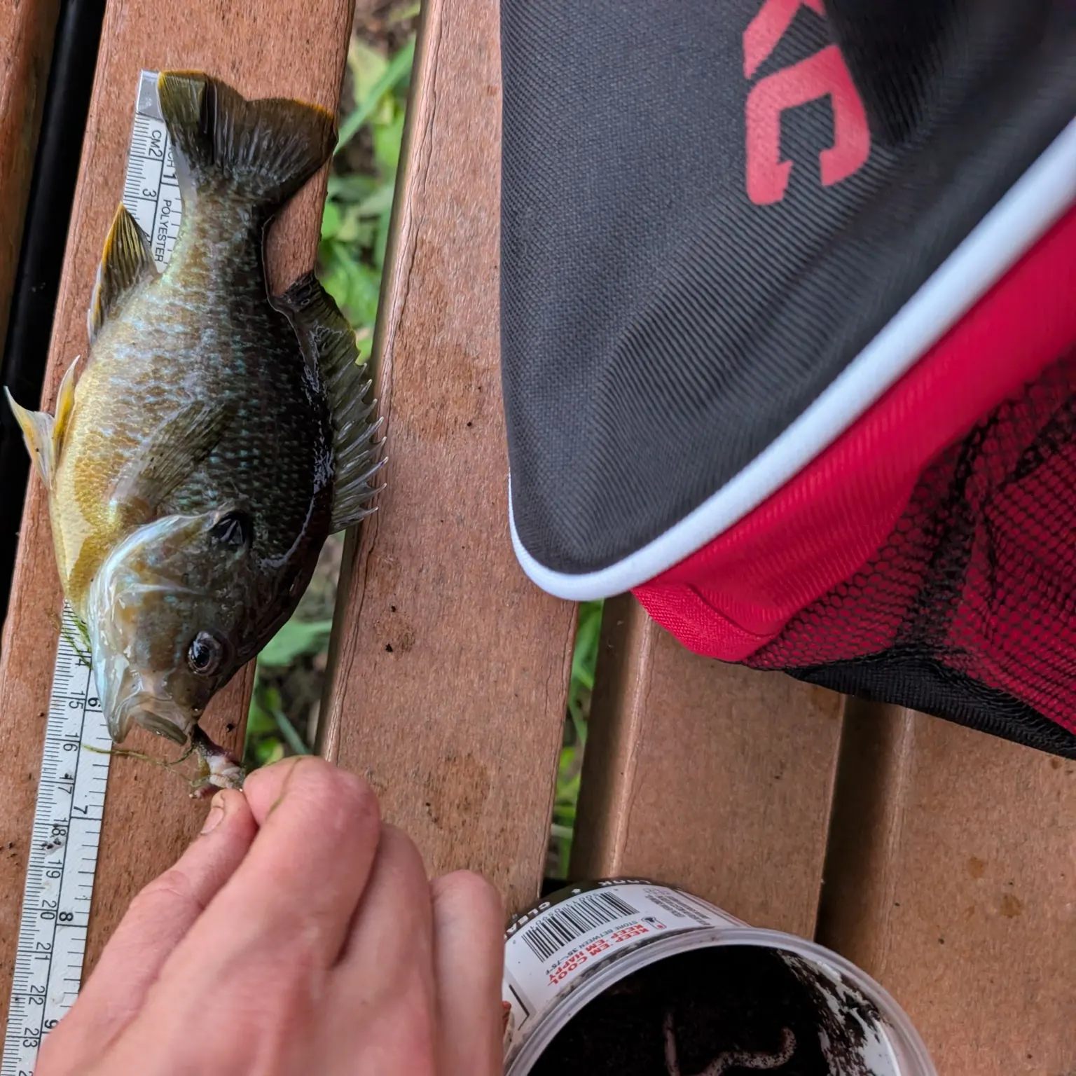 Greengill hybrid caught on Fishbrain