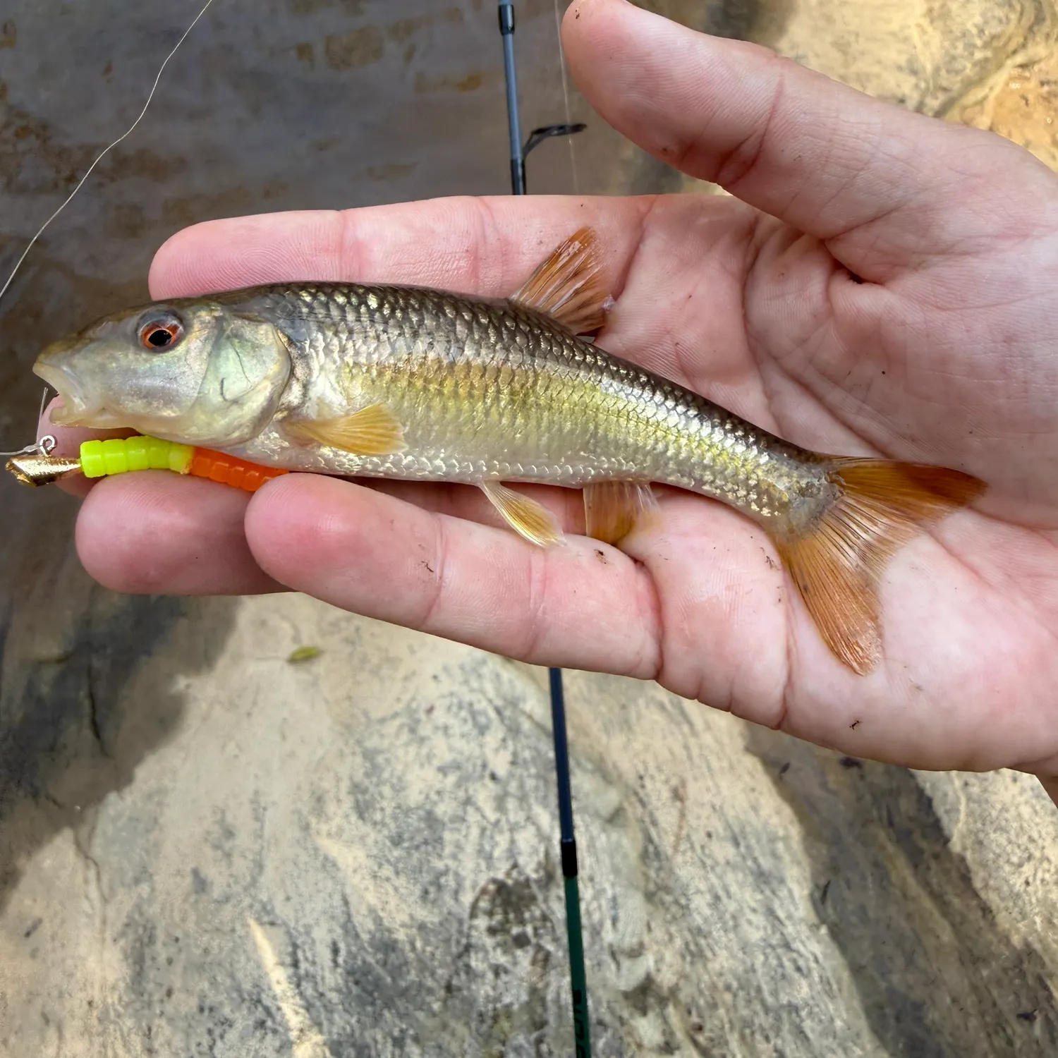 The most recent Sandhills chub catches on Fishbrain